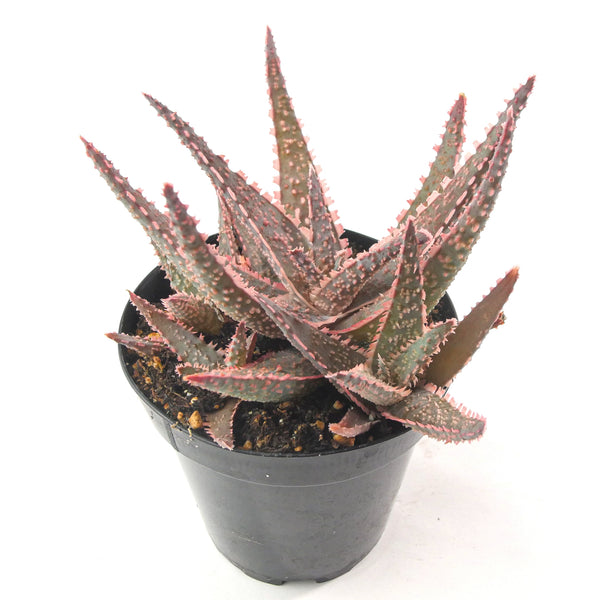 Aloe Purple Haze | Rare Aloe