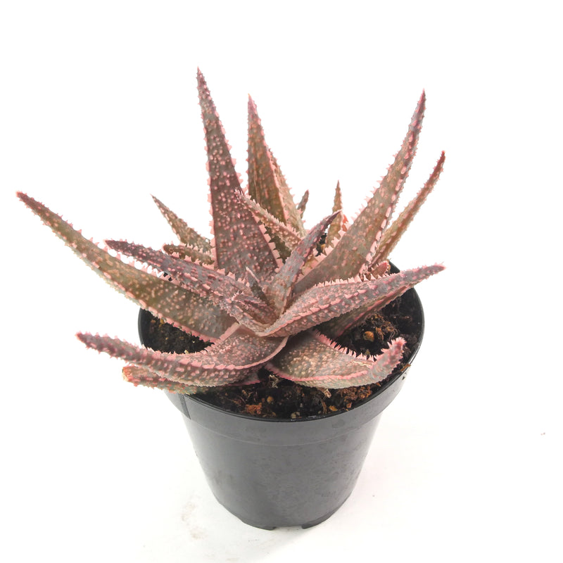 Aloe Purple Haze | Rare Aloe