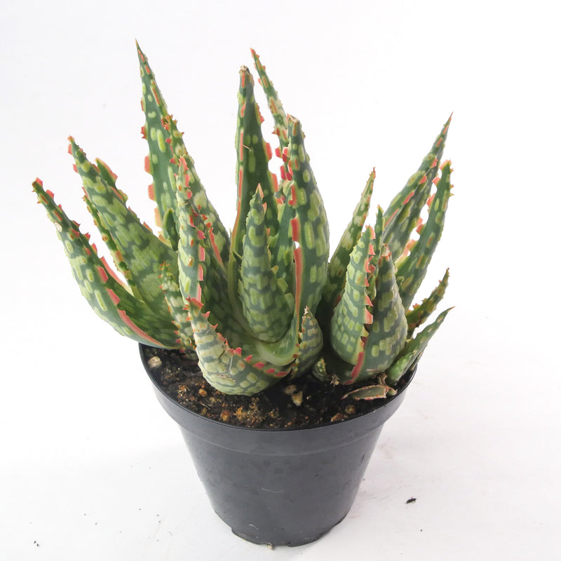 Aloe Krakatoa | Rare Aloe