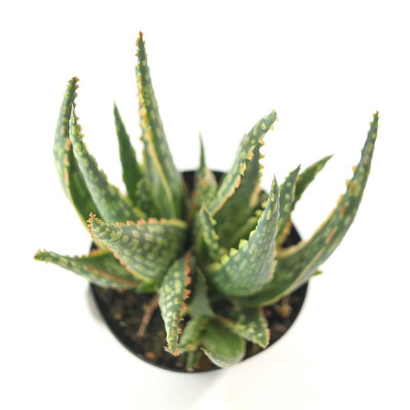 Aloe Krakatoa | Rare Aloe