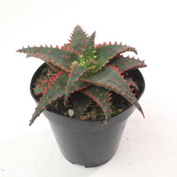 Aloe Christmas Sleigh | Aloe Hybrid