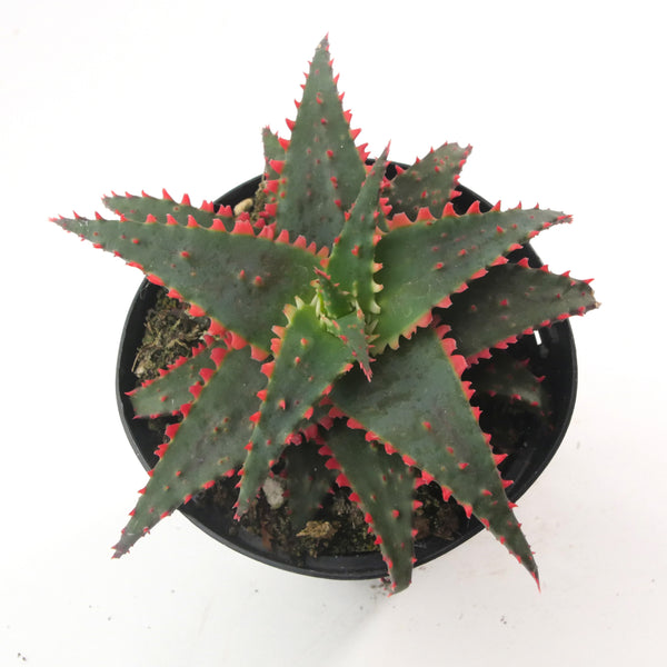 Aloe Christmas Sleigh | Aloe Hybrid