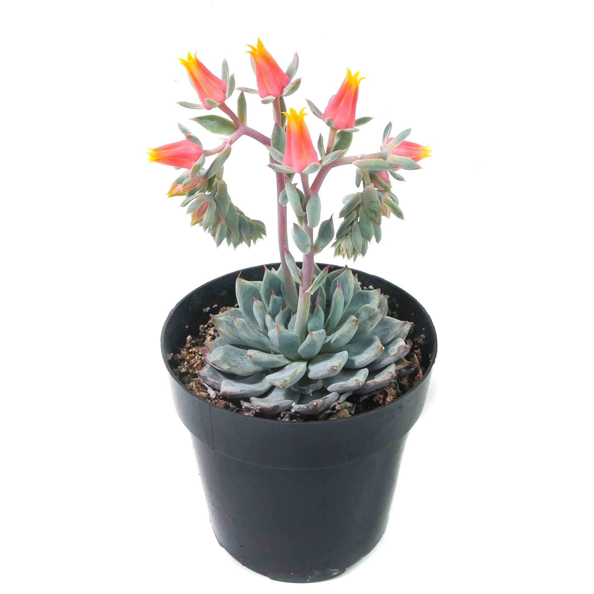 blue minima succulent Echeveria Minima – Lazy Gardens