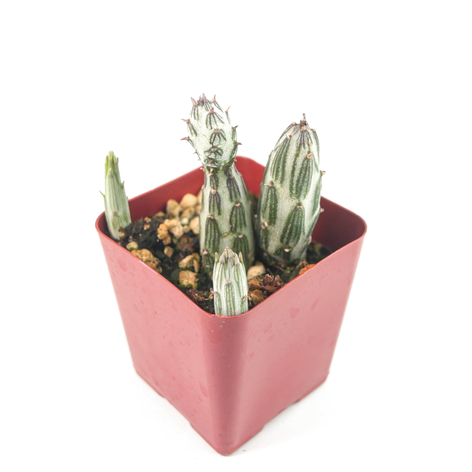 succulent that looks like a pickle Senecio Stapeliiformis