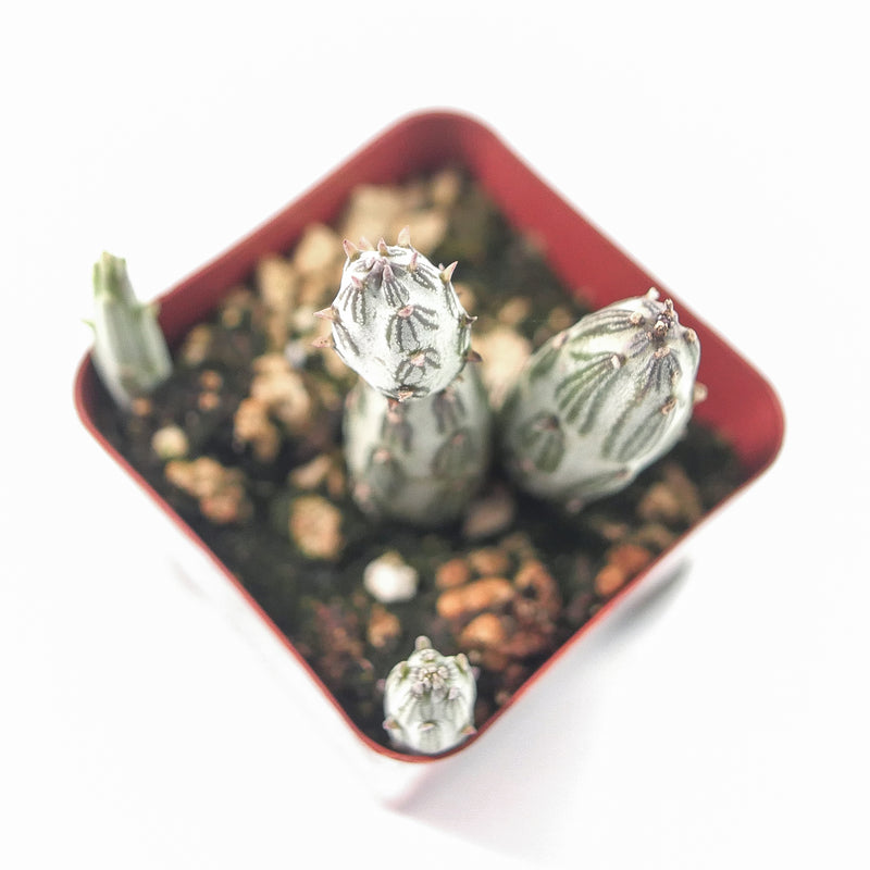 Senecio Stapeliiformis | Pickle Plant - Lazy Gardens