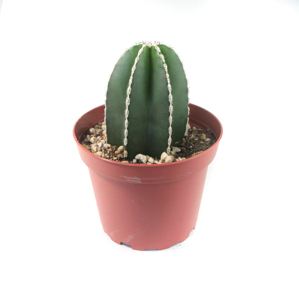 Pachycereus marginatus | Mexican Fence Post Cactus - Lazy Gardens