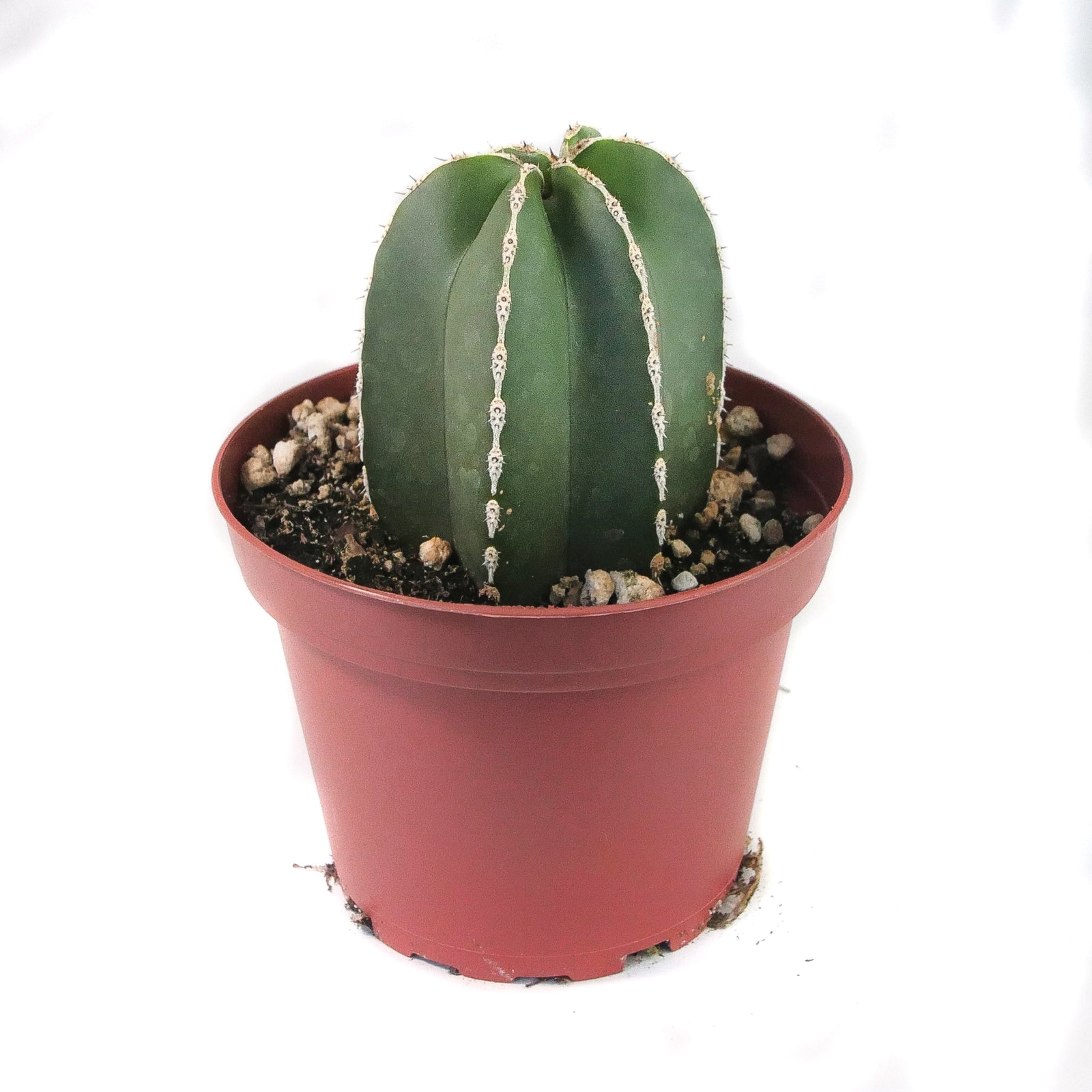 Pachycereus marginatus