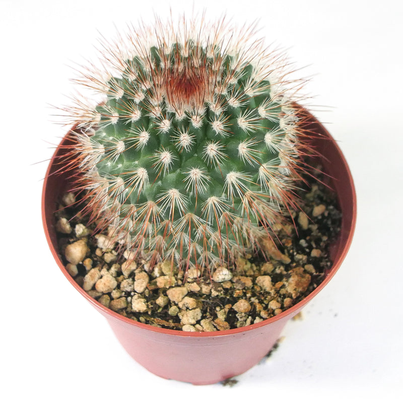 Red Headed Irishmen | Mammillaria Spinosissima