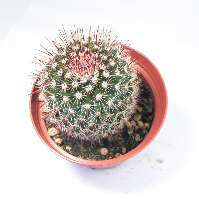 Red Headed Irishmen | Mammillaria Spinosissima