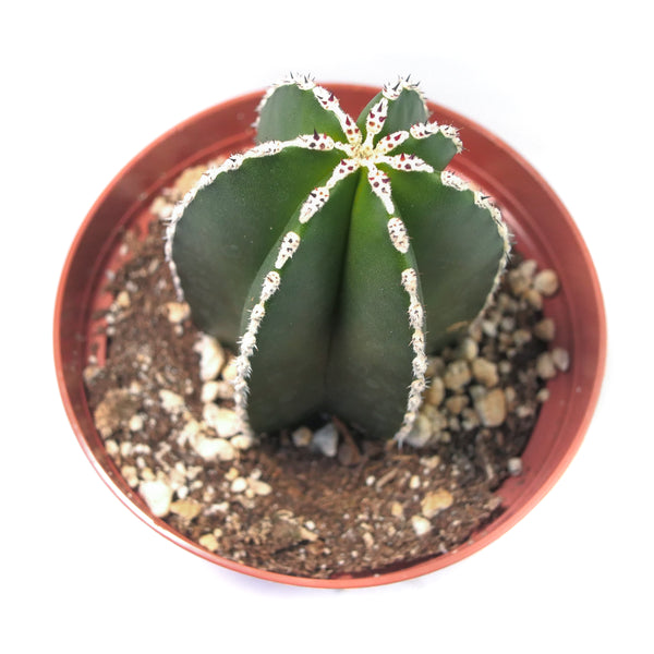 Pachycereus marginatus | Mexican Fence Post Cactus - Lazy Gardens
