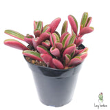 Ruby Glow | Peperomia Graveolens