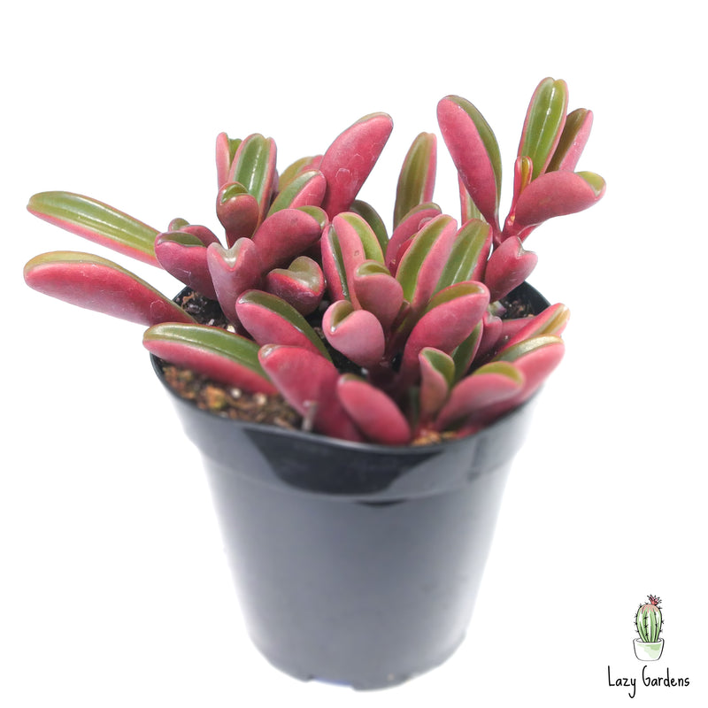 Ruby Glow | Peperomia Graveolens