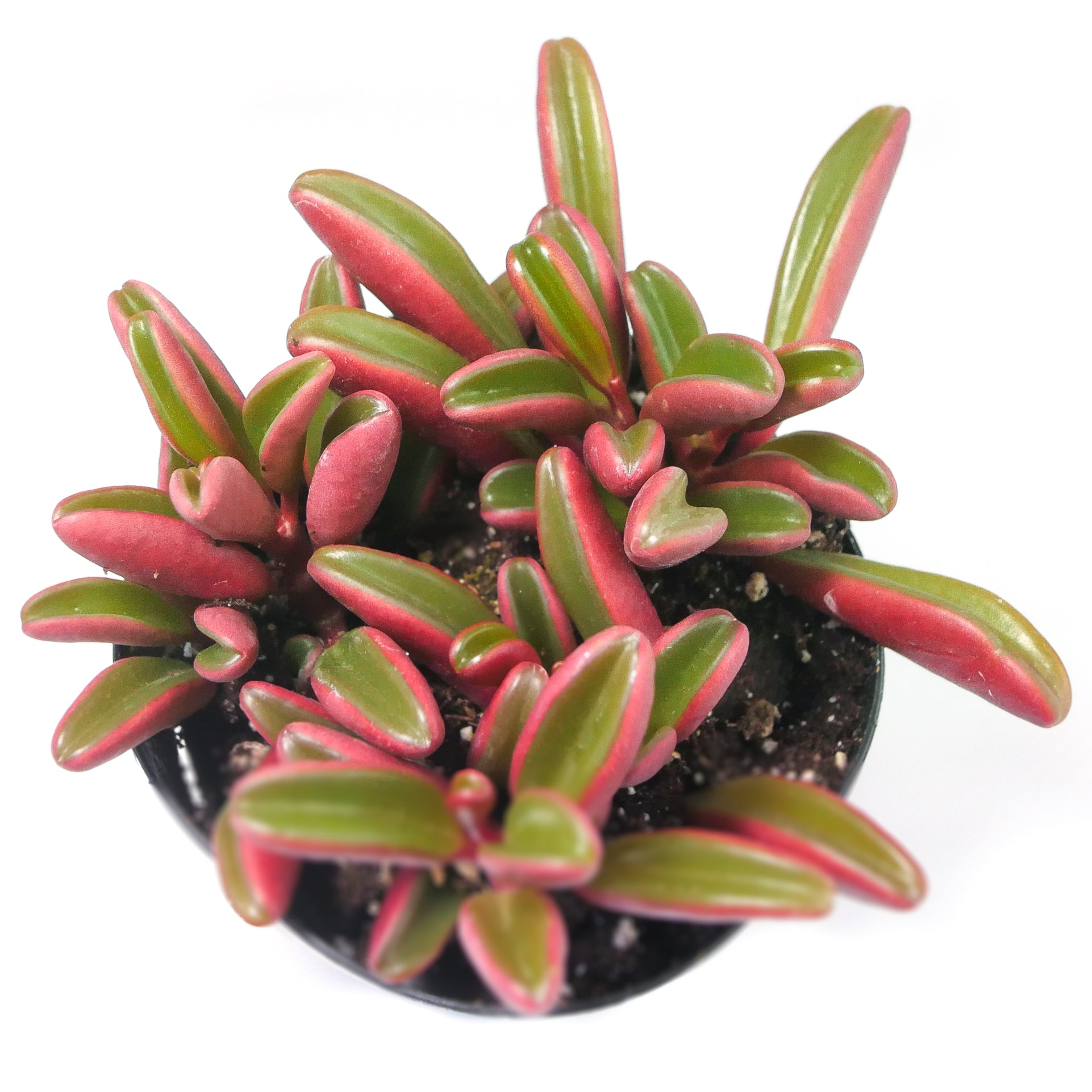 ruby glow succulent Peperomia Graveolens
