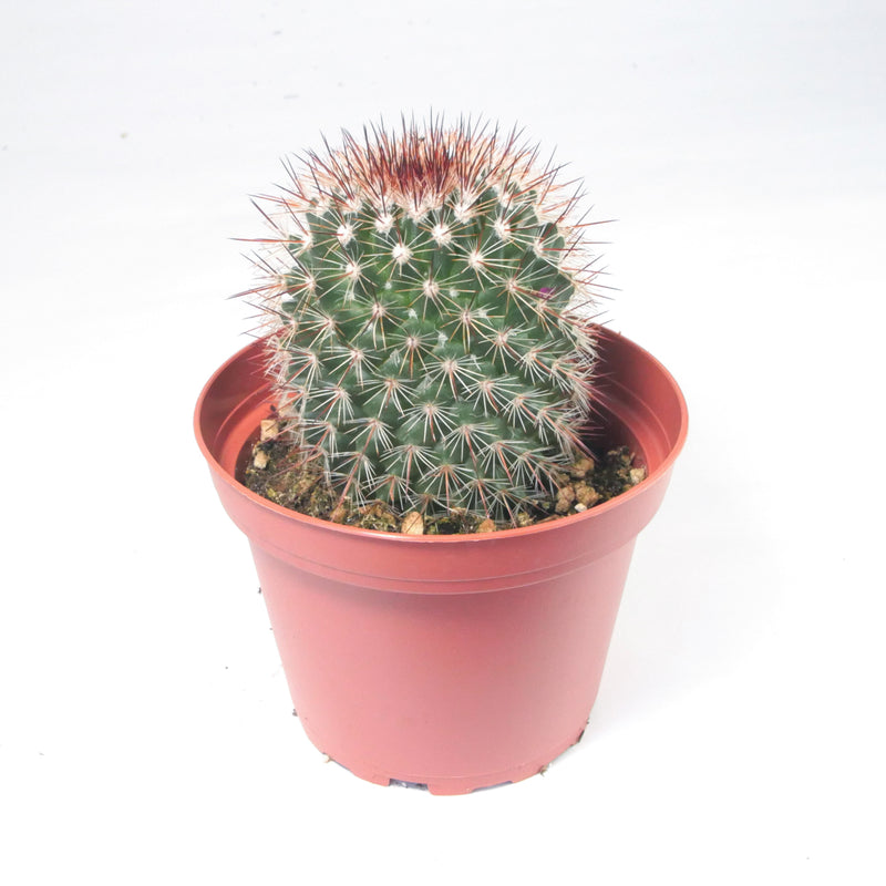 Red Headed Irishmen | Mammillaria Spinosissima
