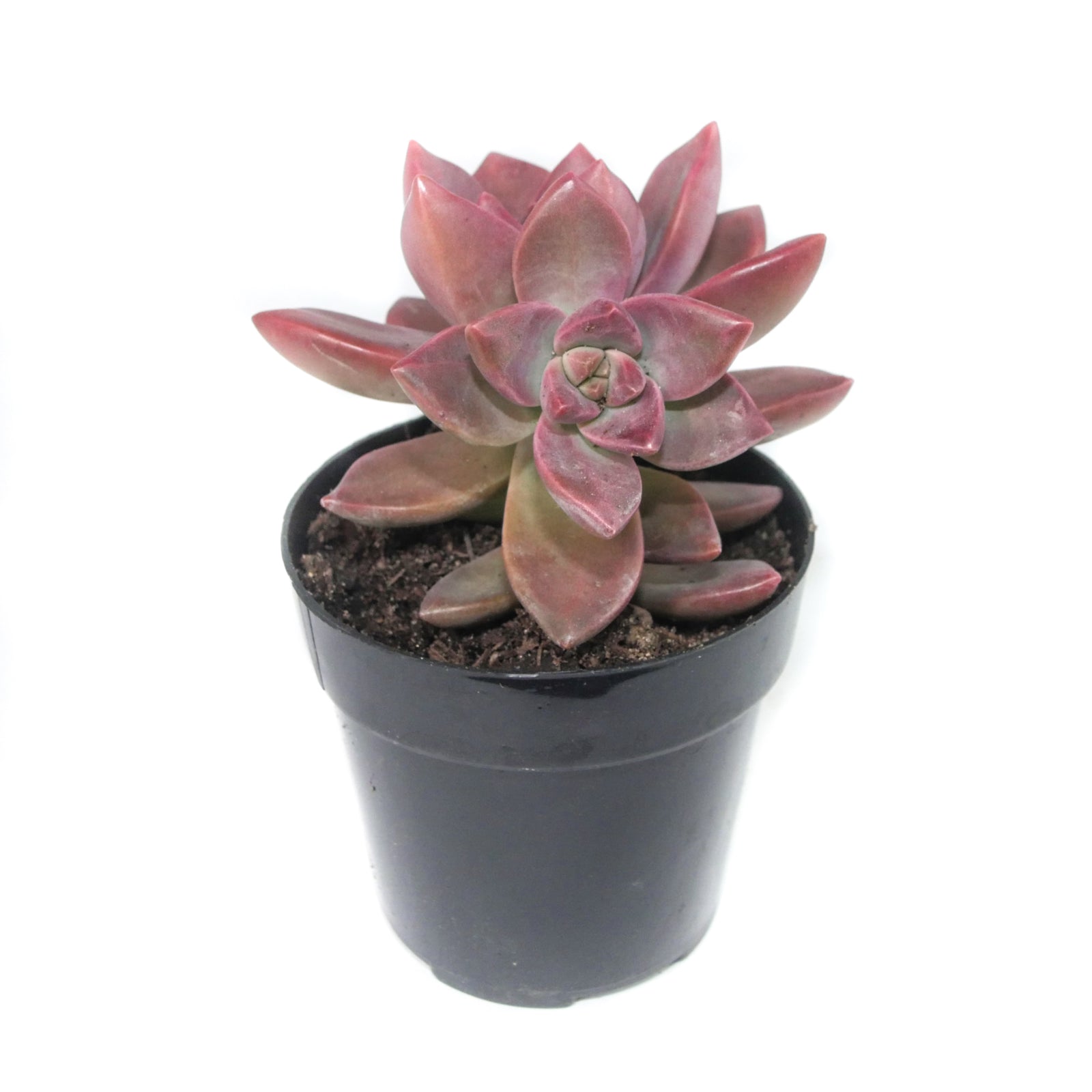 california sunset succulent Graptosedum California Sunset