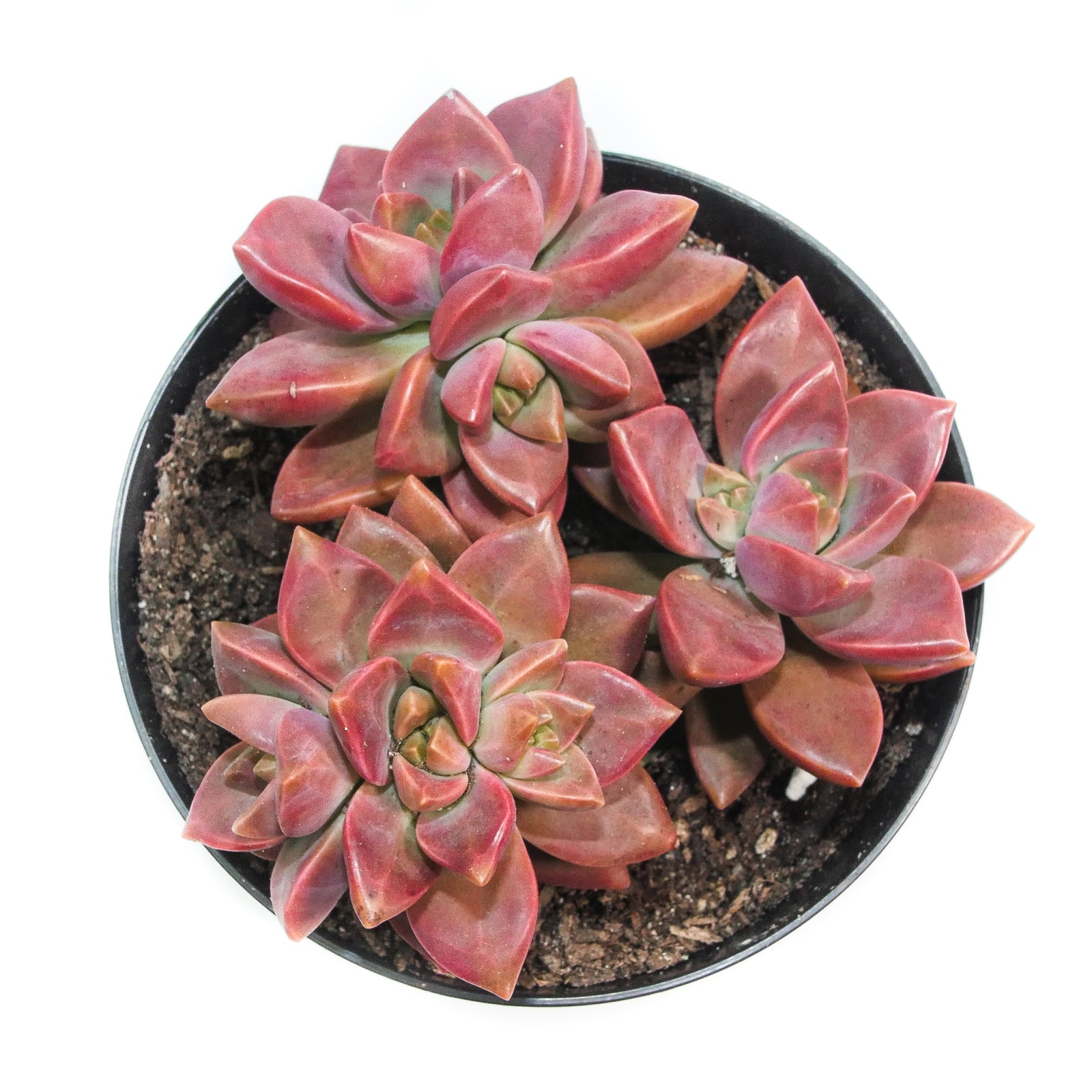 california sunset succulent indoors Graptosedum California Sunset