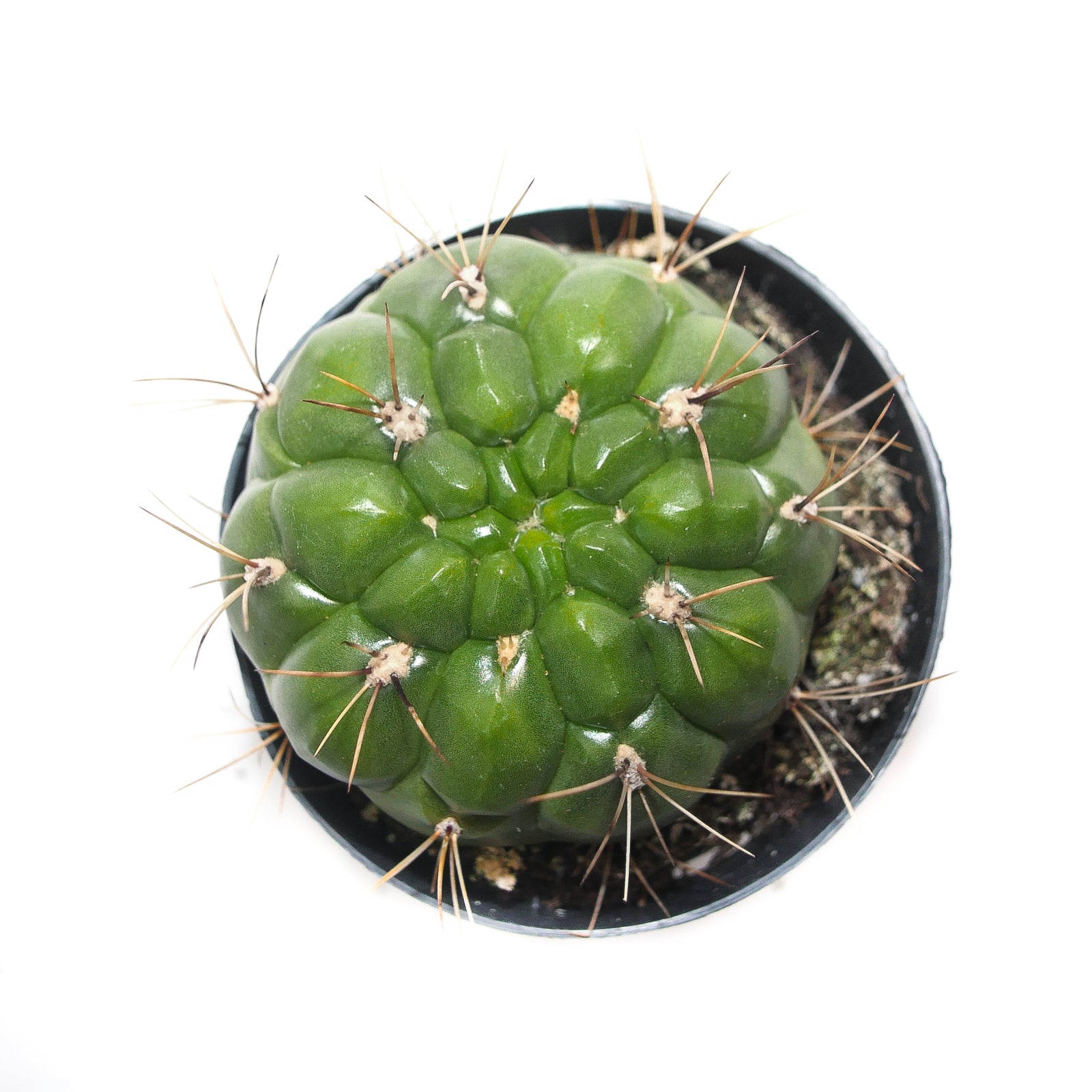 Gymnocalycium saglione