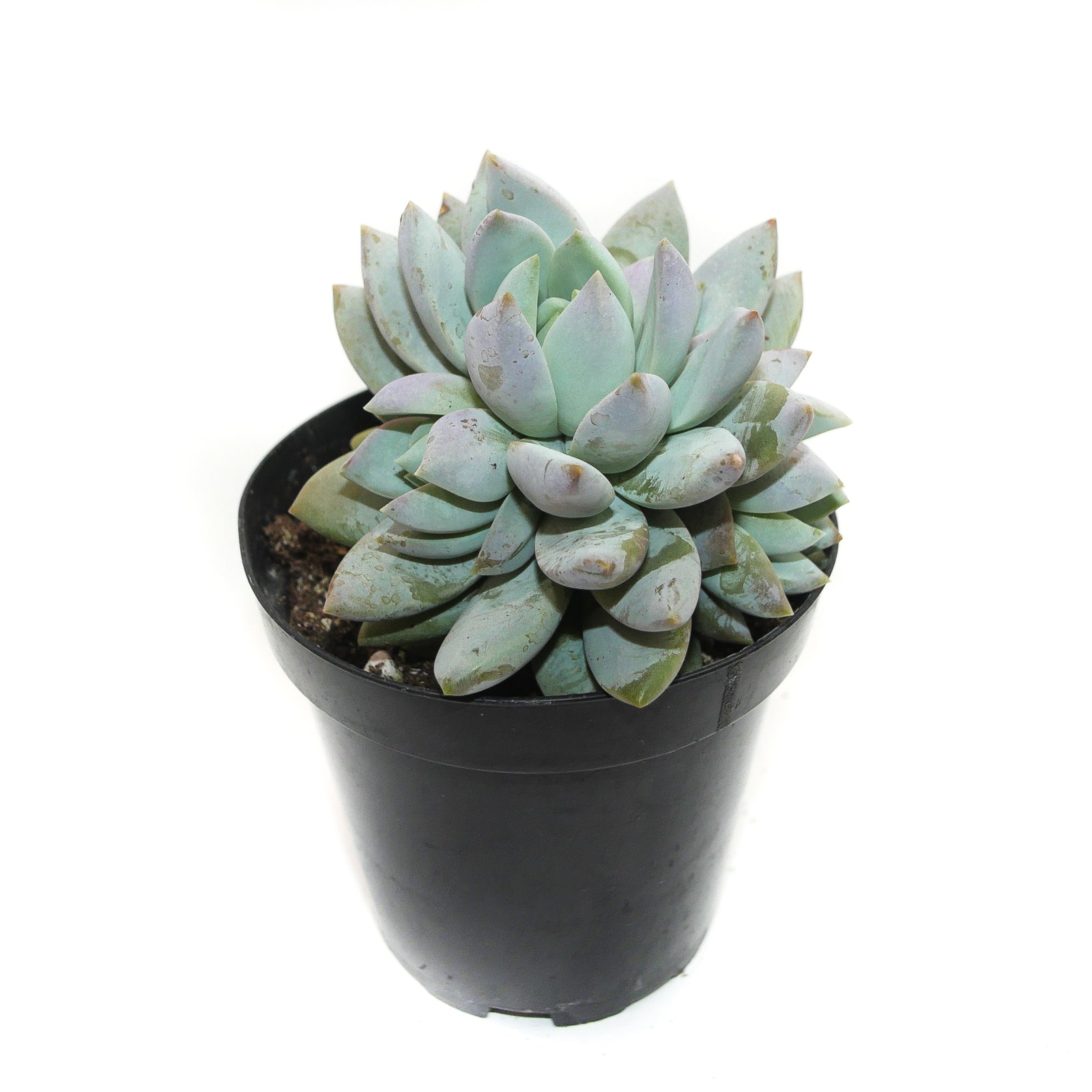 misty lilac succulent Sedeveria Lilac Mist – Lazy Gardens