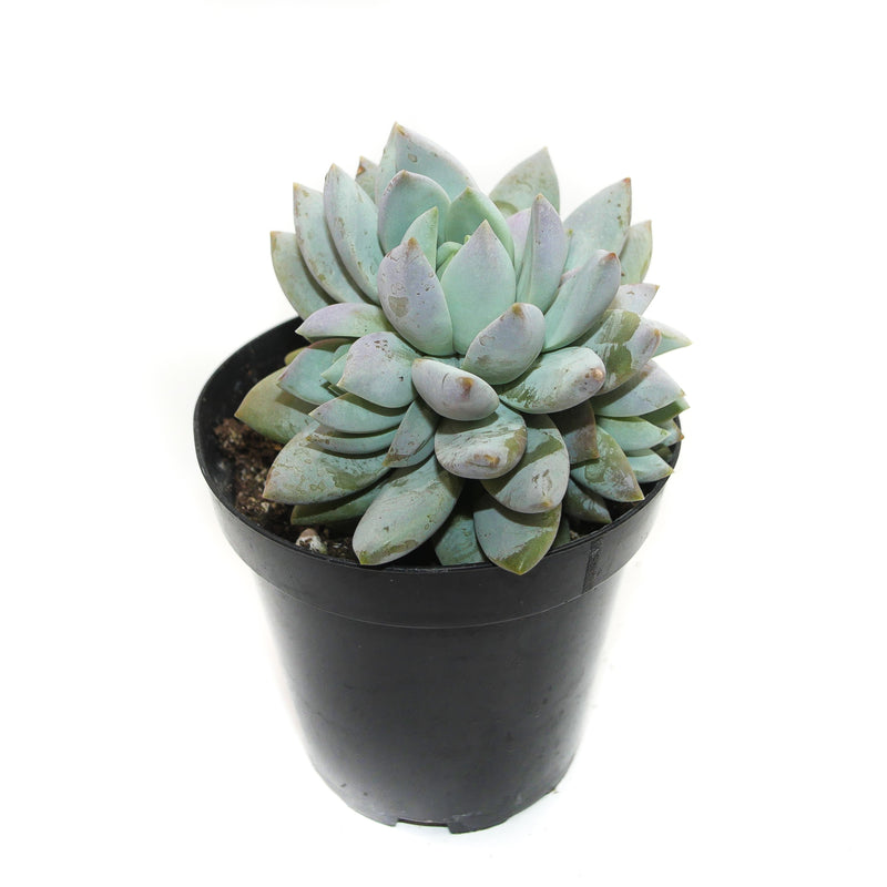 Lilac Mist | Sedeveria Lilac Mist