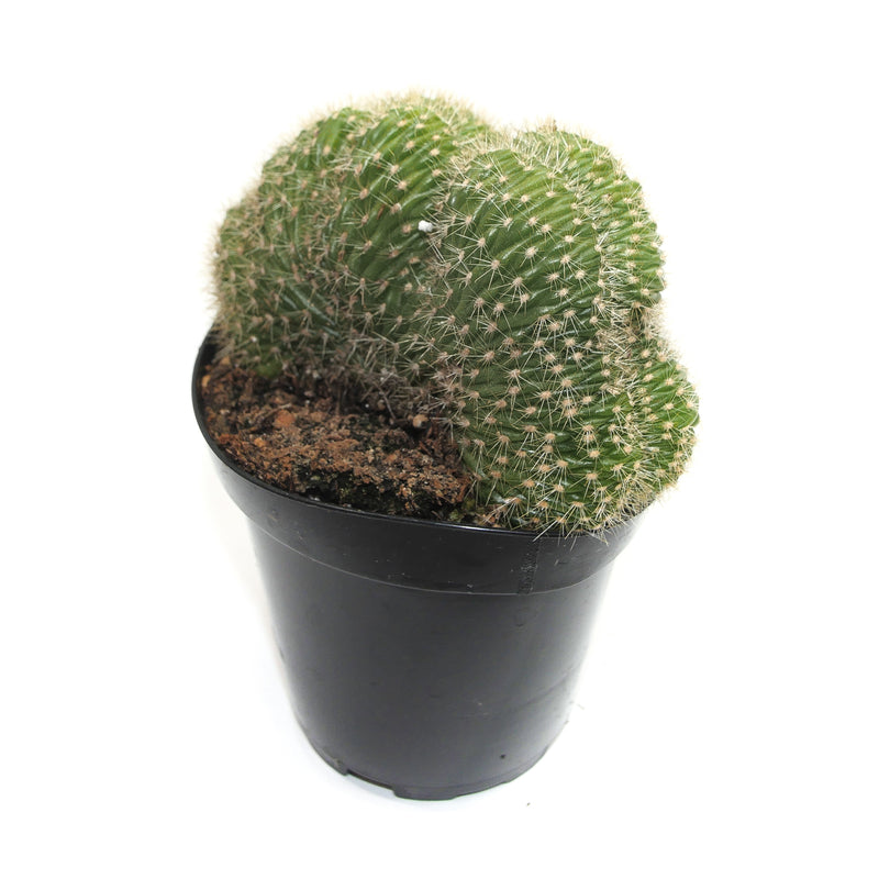Trichocereus Huascha Cristata | Red Torch Crested - Lazy Gardens