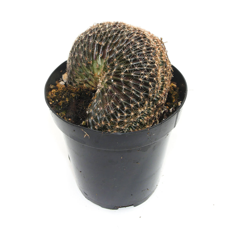 Orange Cob Crested | Lobivia Famatimensis Cristata