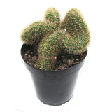 Rat Tail Crested Cactus | Hildewintera Aureispina Cristata