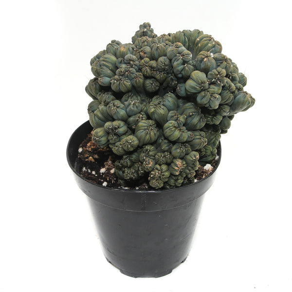 Cereus forbesii monstrose | Ming Thing Cactus - Lazy Gardens