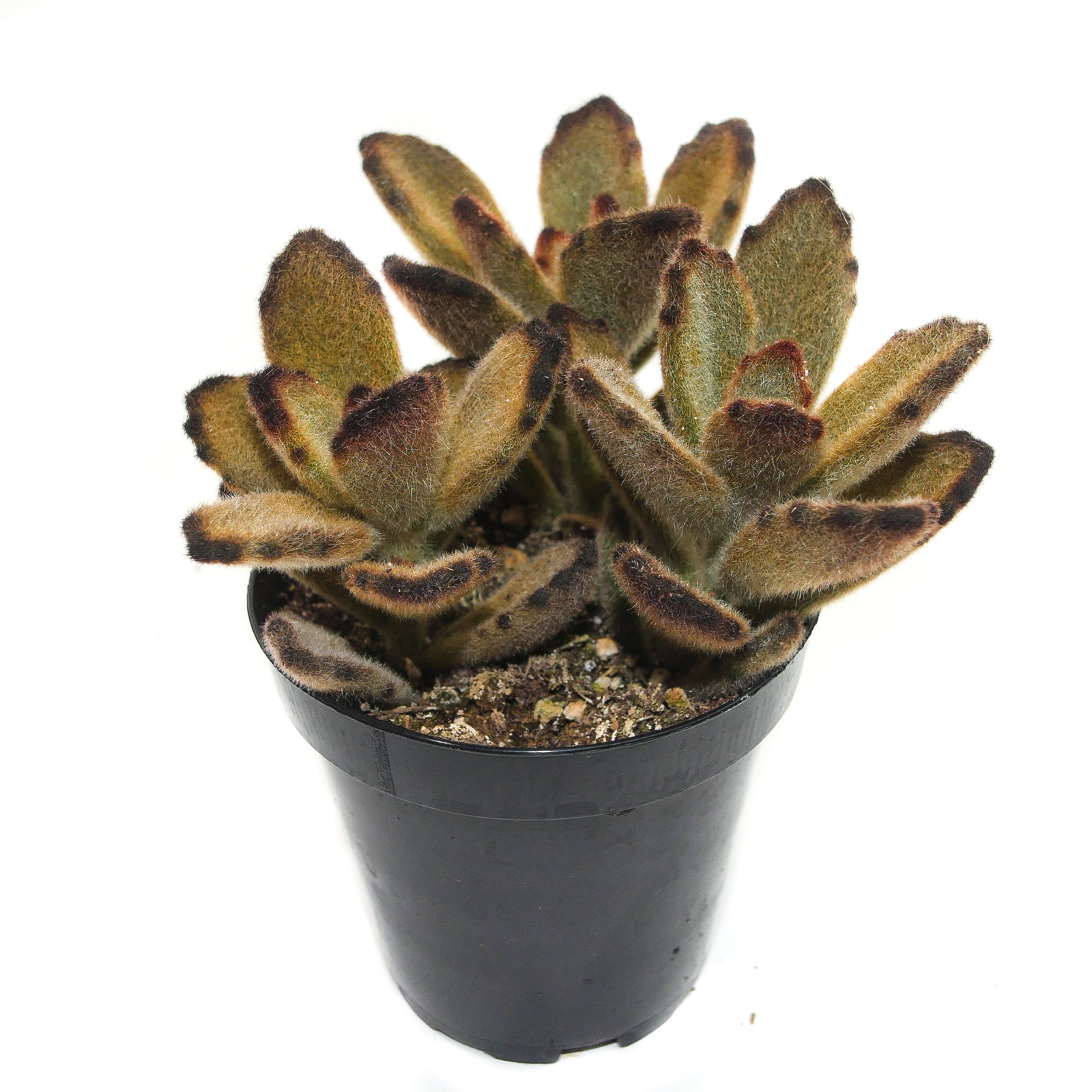 teddy bear succulent plant Kalanchoe Tomentosa