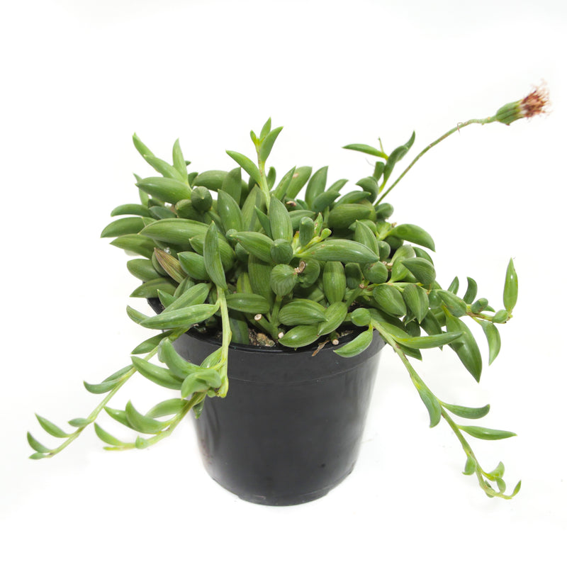 String of Bananas | Senecio Radicans Glauca