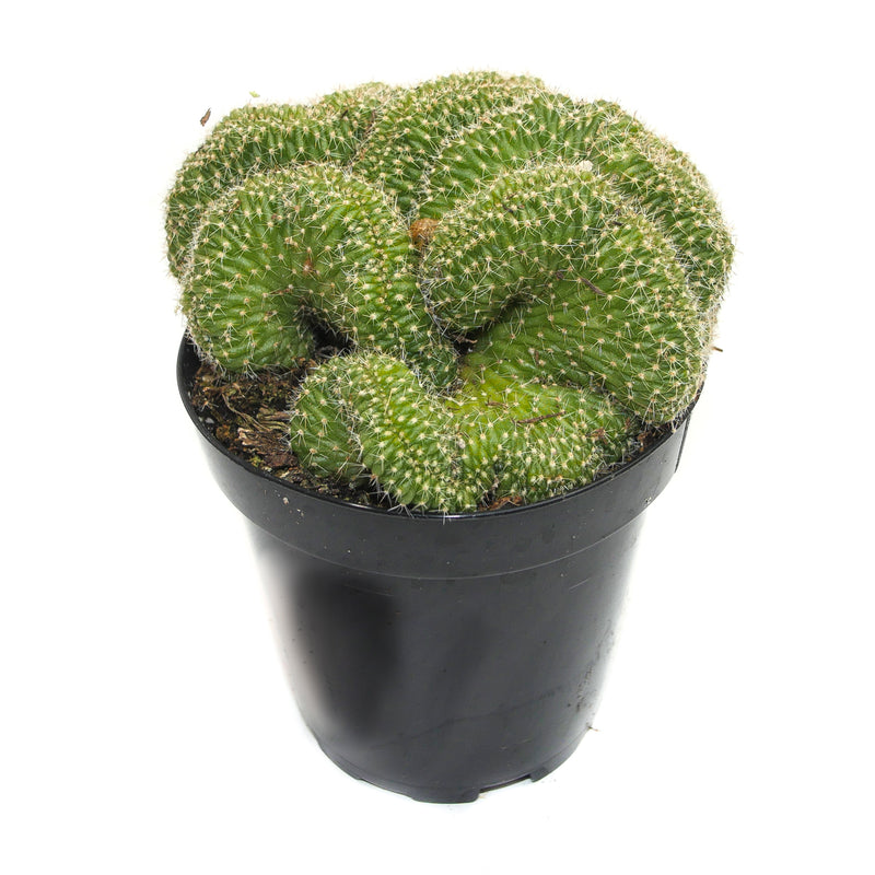 Flambeau Crested Cactus | Echinopsis Flambeau Cristata