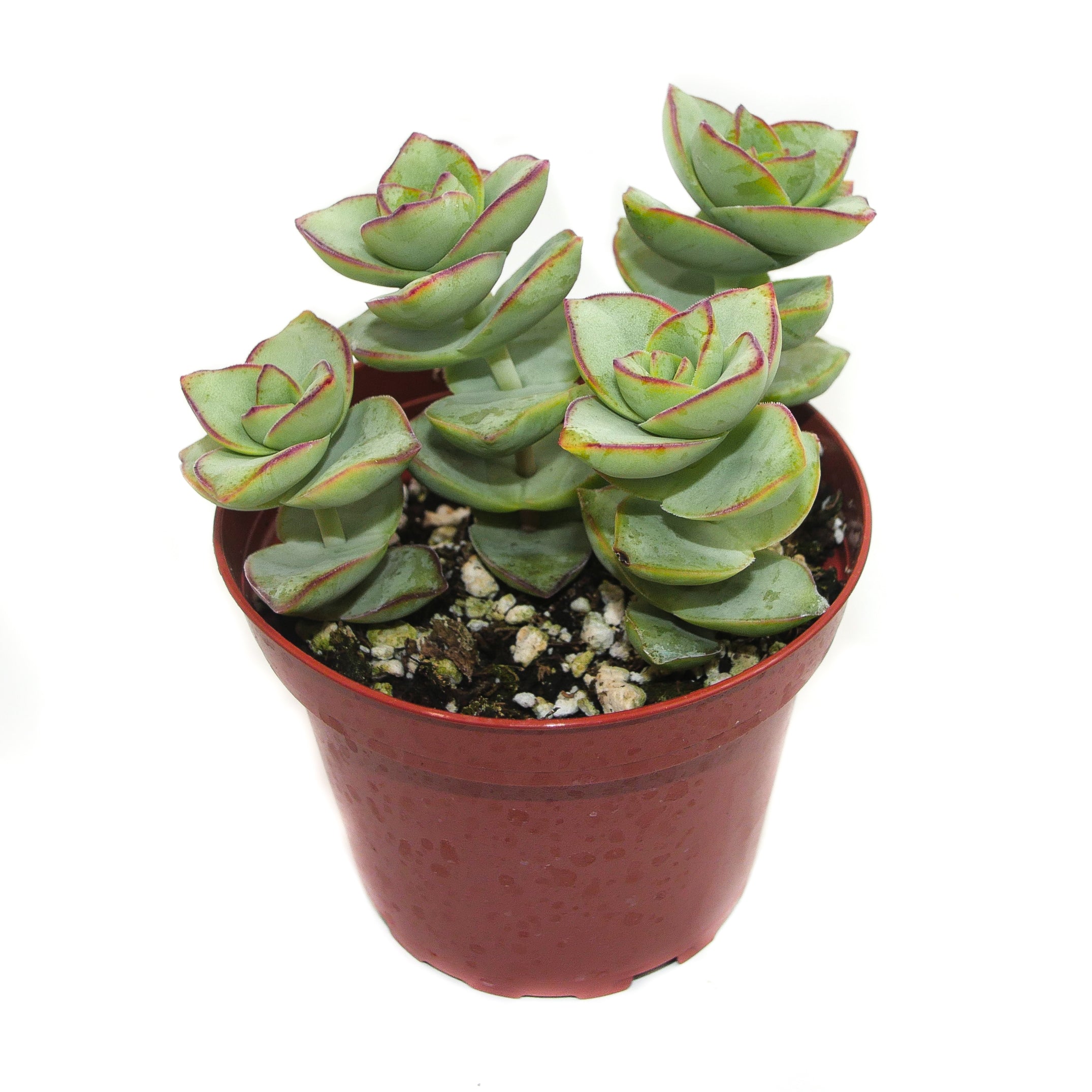 Crassula Perforata | String of Buttons  Lazy Gardens