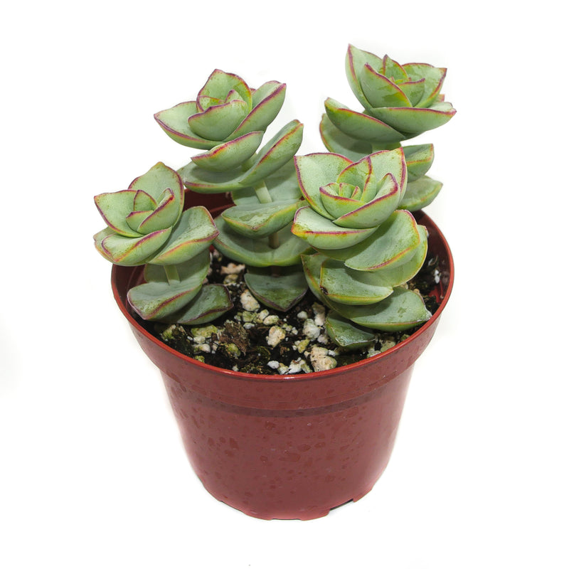 Crassula Perforata | String of Buttons - Lazy Gardens