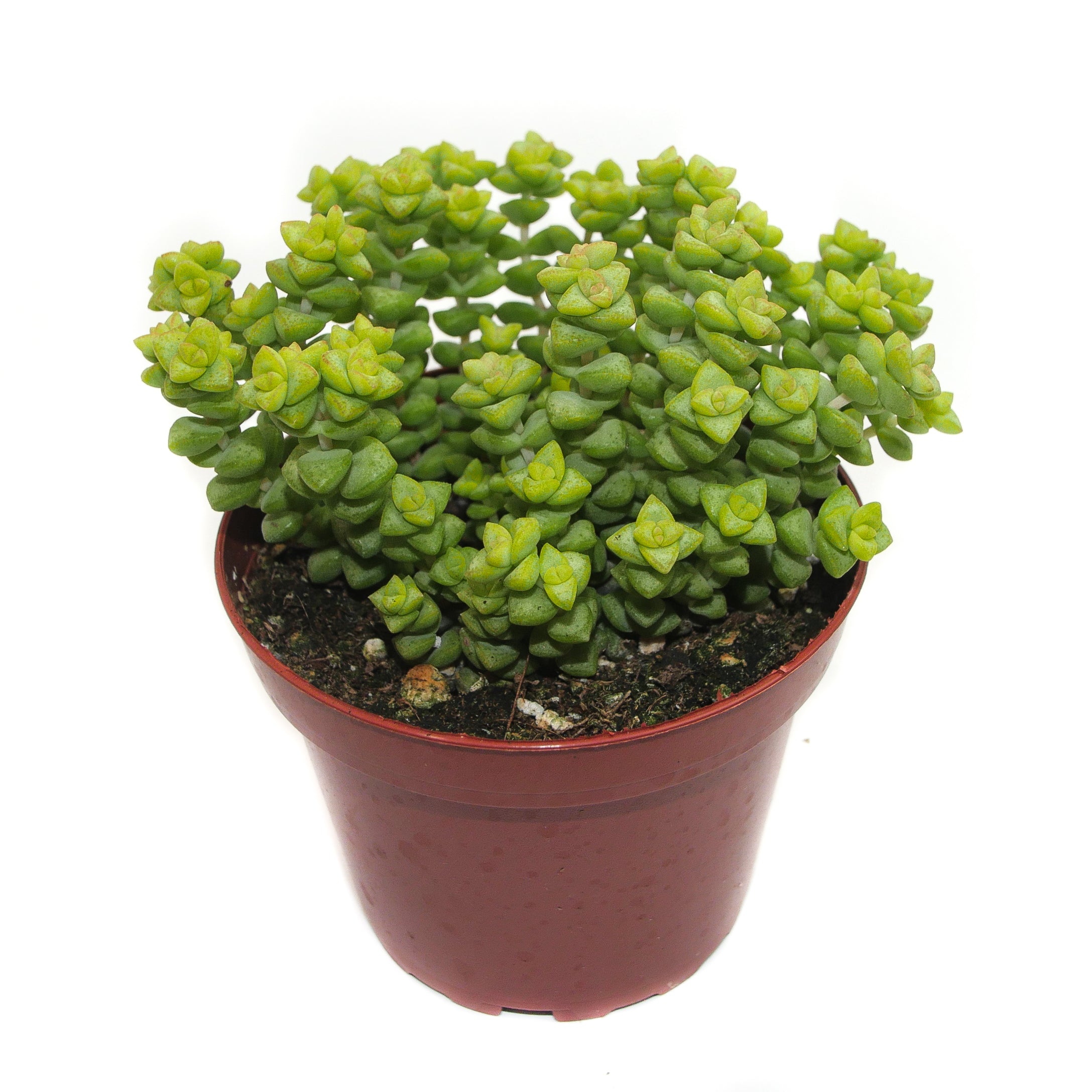 crassula tom thumb succulent Crassula Tom Thumb