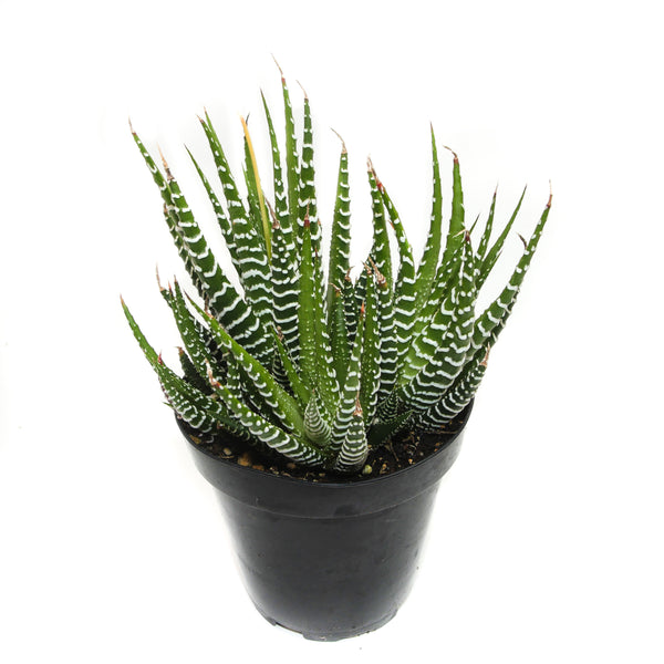 zebra aloe vera plant Haworthia Fasciata