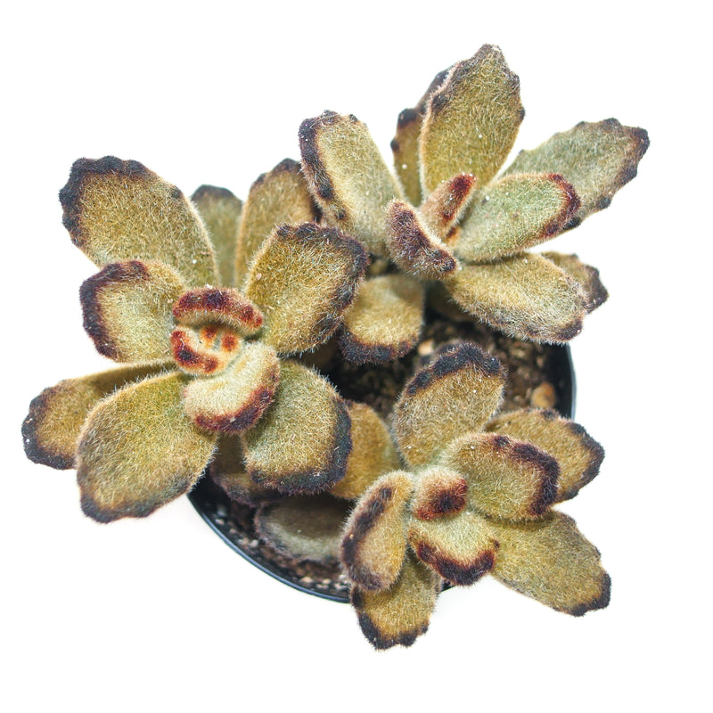 Teddy Bear Plant | Kalanchoe Tomentosa