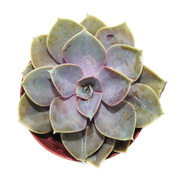 Echeveria Perle von Nurnberg - Lazy Gardens