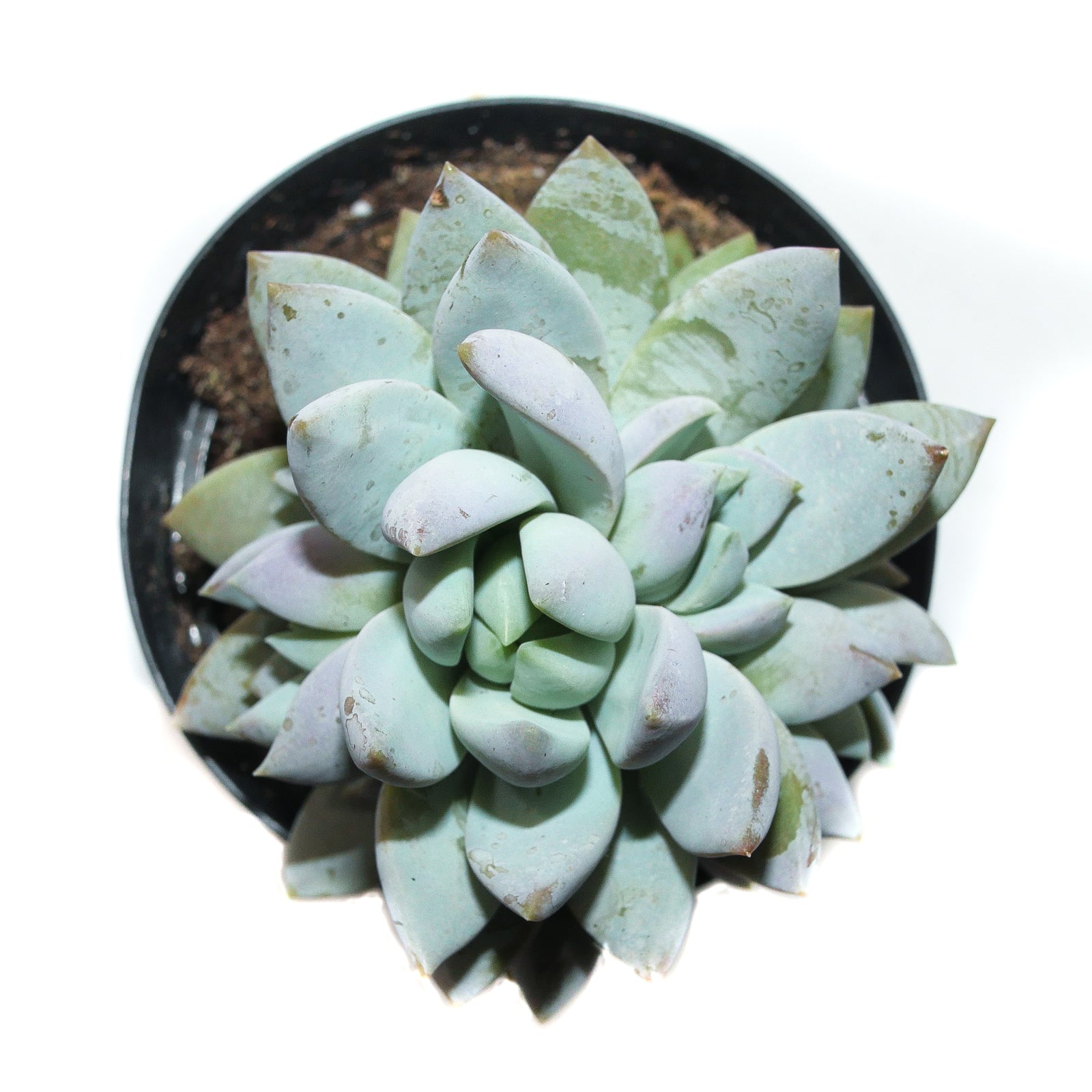 succulent lilac mist Sedeveria Lilac Mist – Lazy Gardens