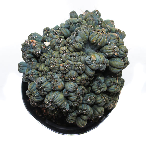 Cereus forbesii monstrose | Ming Thing Cactus - Lazy Gardens
