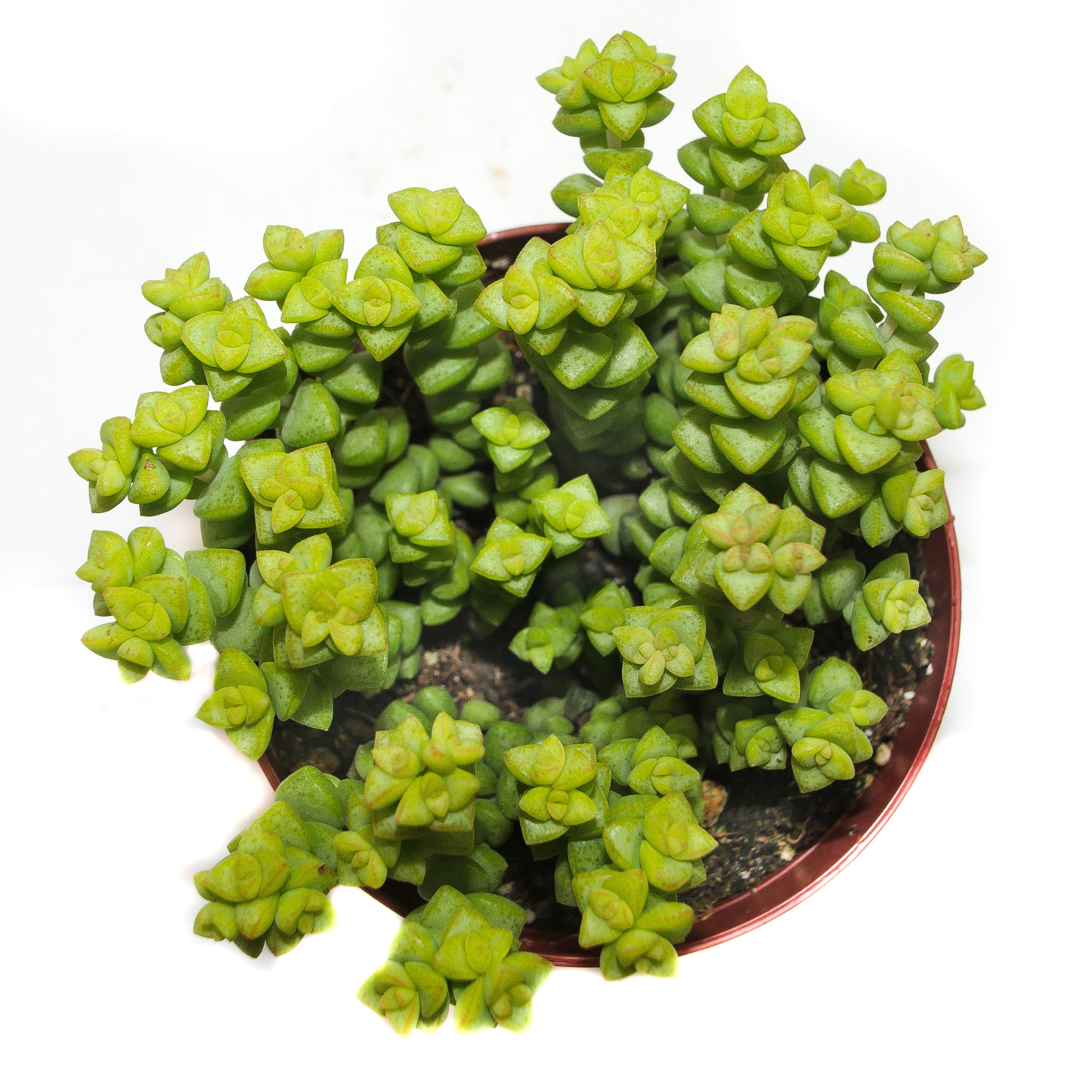 tom thumb succulent care Crassula Tom Thumb