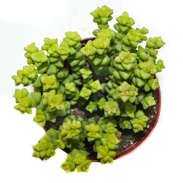 Tom Thumb | Crassula Tom Thumb