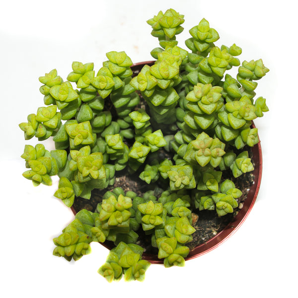 tom's thumb succulent Crassula Tom Thumb