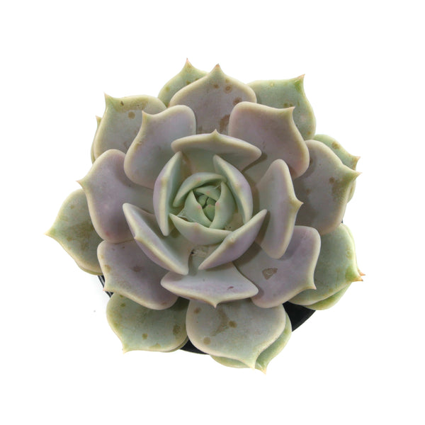 Echeveria Lola - Lazy Gardens