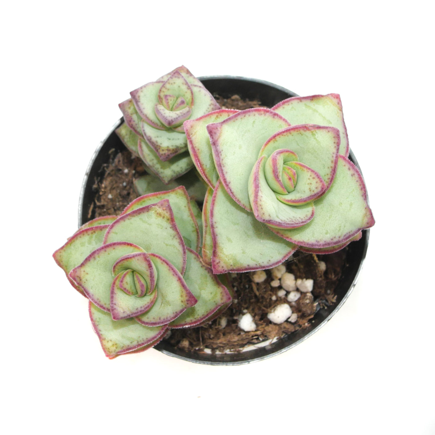 succulent button Crassula Perforata