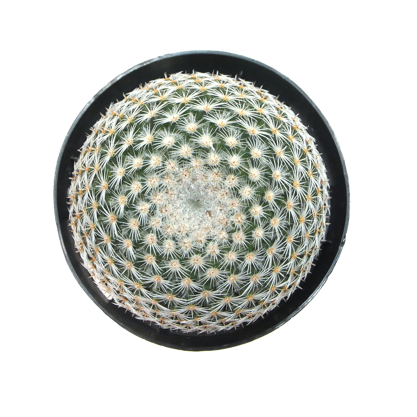 mammillaria elegans cactus Mammillaria Elegans