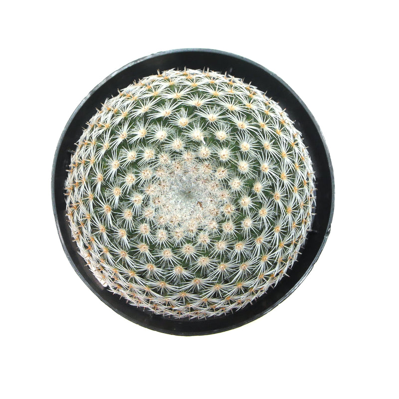 Elegans Cactus | Mammillaria Elegans