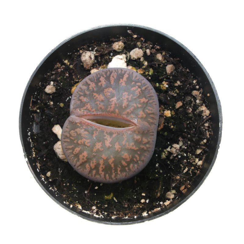 Lithops | Living Stones