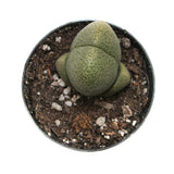 Split Rock | Pleiospilos Nelii