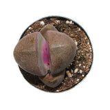 Royal Flush | Pleiospilos Nelii