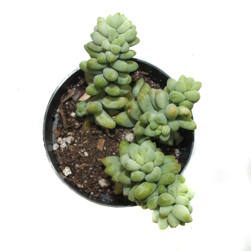 Donkey's Tail | Sedum Burrito