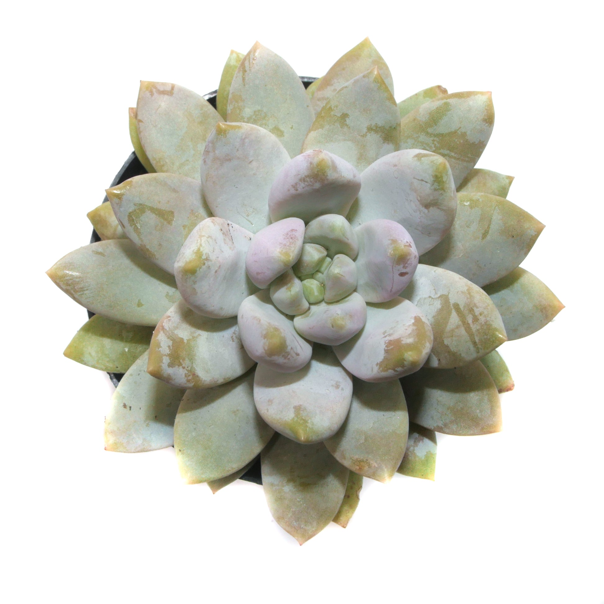 Sedeveria Lilac Mist – Lazy Gardens